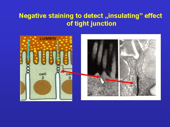 Negative staining to detect „insulating” effect of tight junction 