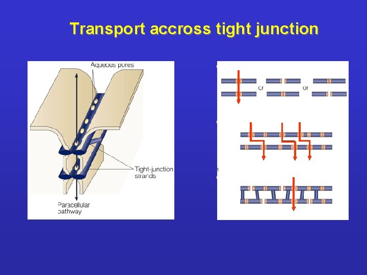 Transport accross tight junction 