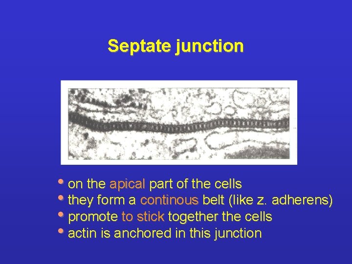 Septate junction • on the apical part of the cells • they form a