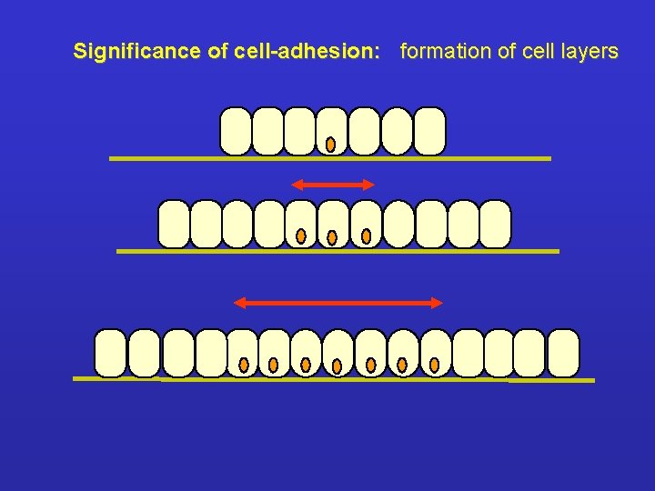 Significance of cell-adhesion: formation of cell layers 