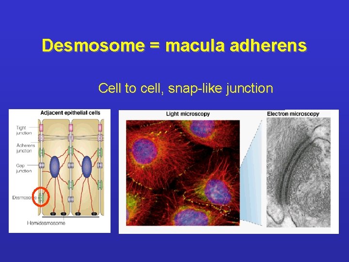 Desmosome = macula adherens Cell to cell, snap-like junction 