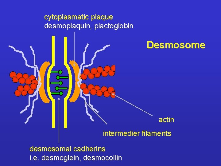 cytoplasmatic plaque desmoplaquin, plactoglobin Desmosome actin intermedier filaments desmosomal cadherins i. e. desmoglein, desmocollin