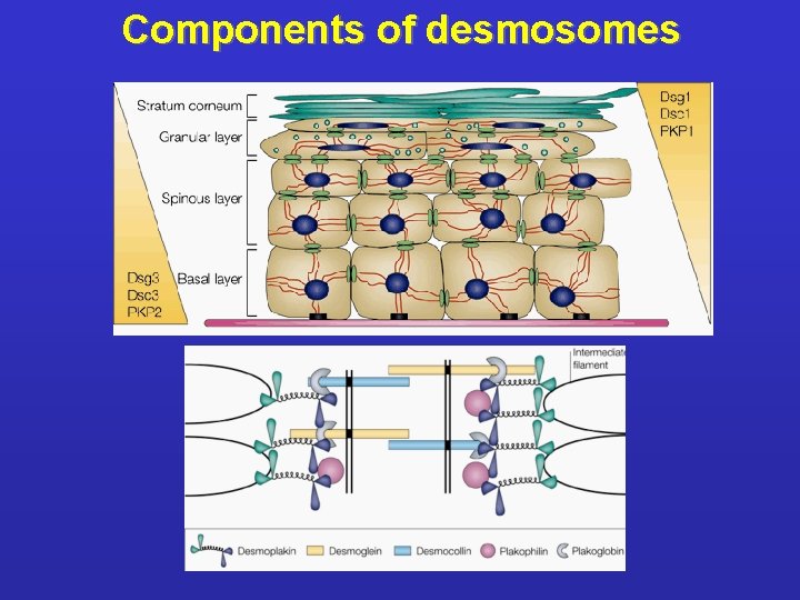 Components of desmosomes 