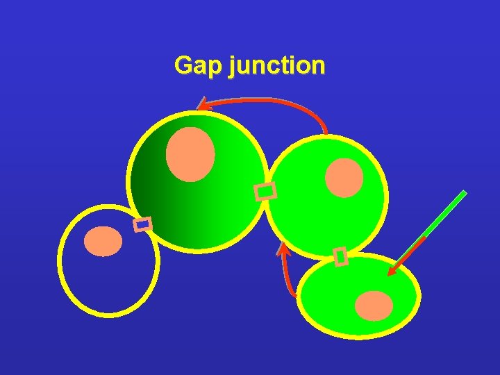 Gap junction 