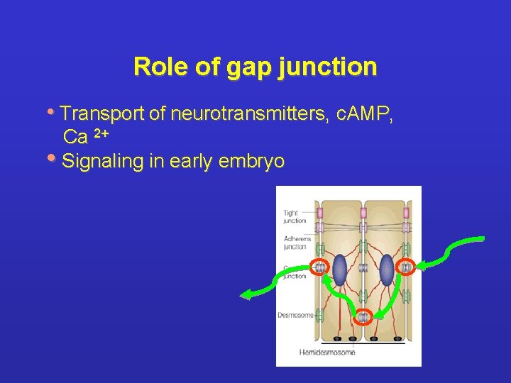 Role of gap junction • Transport of neurotransmitters, c. AMP, Ca 2+ • Signaling