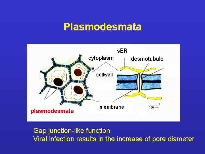 Plasmodesmata s. ER cytoplasm desmotubule cellwall plasmodesmata membrane Gap junction-like function Viral infection results
