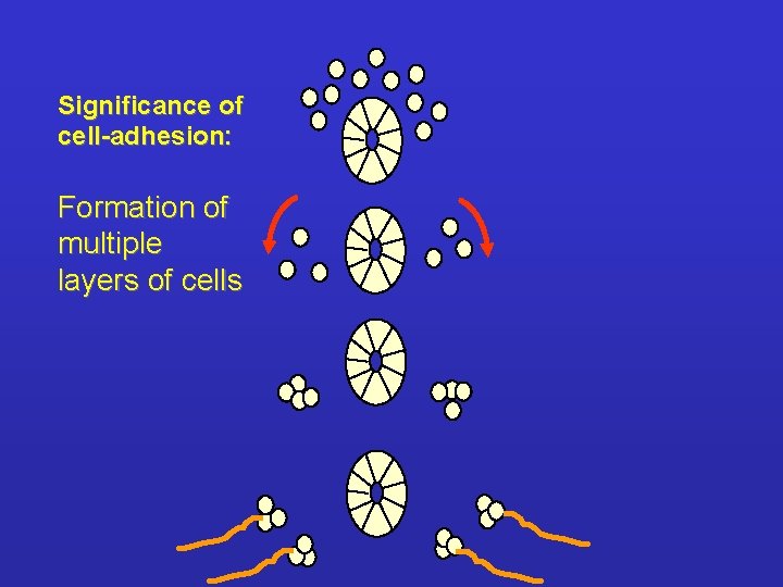 Significance of cell-adhesion: Formation of multiple layers of cells 