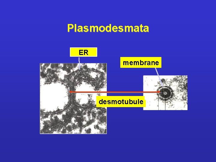 Plasmodesmata ER membrane desmotubule 