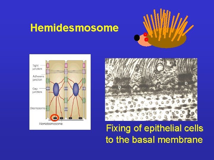 Hemidesmosome Fixing of epithelial cells to the basal membrane 