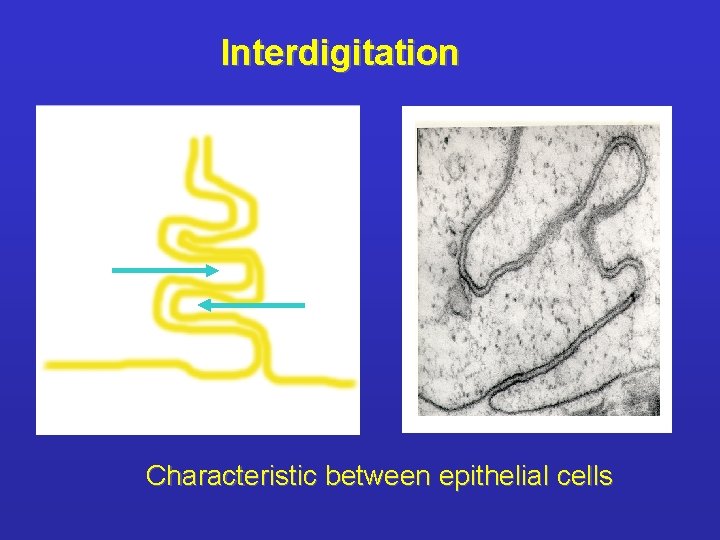 Interdigitation Characteristic between epithelial cells 
