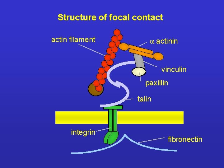 Structure of focal contact actin filament a actinin vinculin paxillin talin integrin fibronectin 