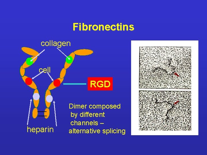 Fibronectins collagen cell RGD heparin Dimer composed by different channels – alternative splicing 