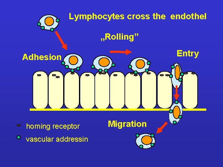 Lymphocytes cross the endothel „Rolling” Entry Adhesion homing receptor vascular addressin Migration 