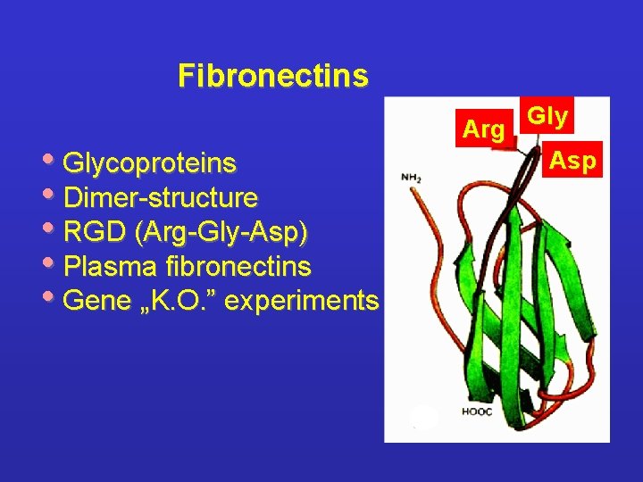 Fibronectins • Glycoproteins • Dimer-structure • RGD (Arg-Gly-Asp) • Plasma fibronectins • Gene „K.