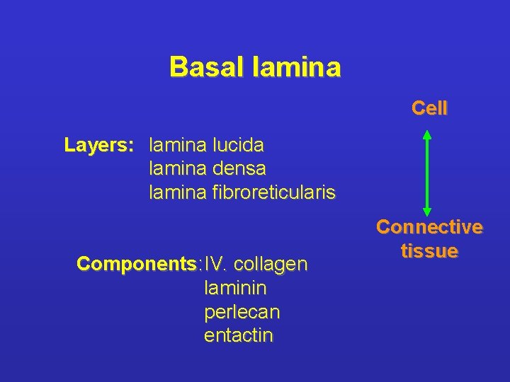 Basal lamina Cell Layers: lamina lucida lamina densa lamina fibroreticularis Components: IV. collagen laminin