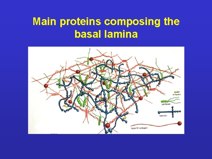 Main proteins composing the basal lamina 