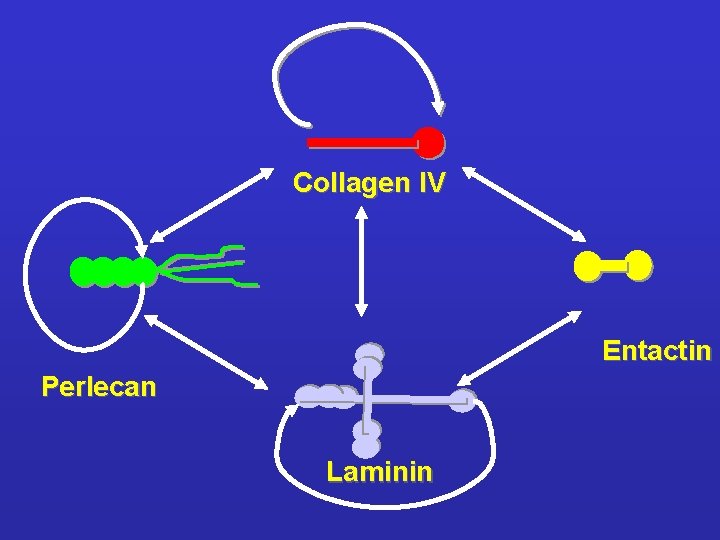 Collagen IV Entactin Perlecan Laminin 
