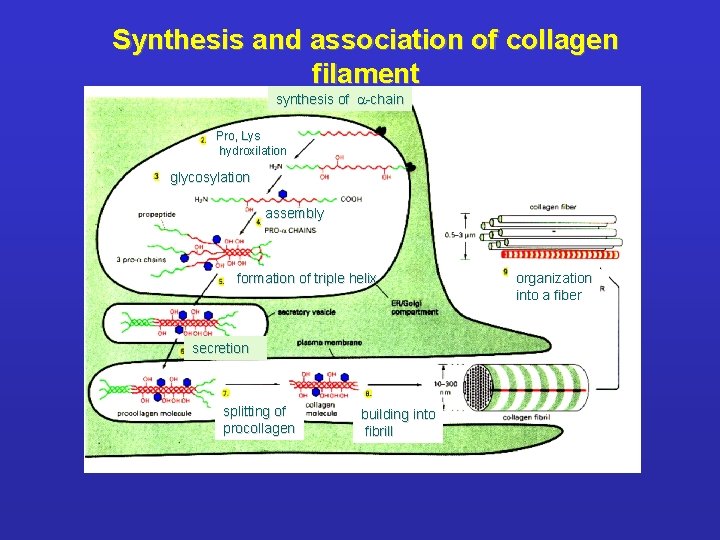 Synthesis and association of collagen filament synthesis of a-chain Pro, Lys hydroxilation glycosylation assembly