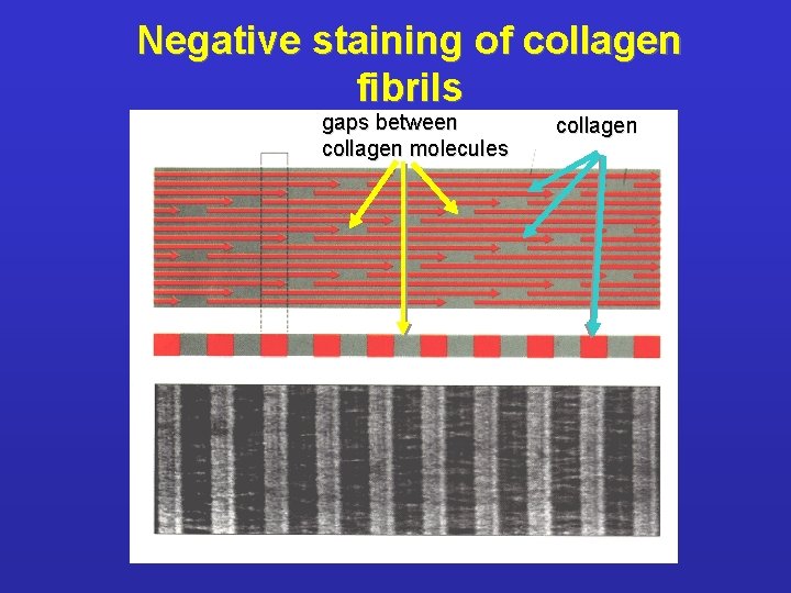 Negative staining of collagen fibrils gaps between collagen molecules collagen 