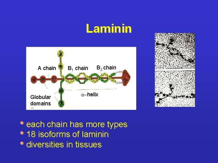 Laminin A chain Globular domains B 1 chain B 2 chain a-helix • each