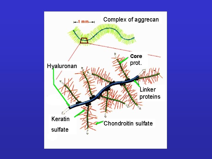 1 mm Complex of aggrecan Core Hyaluronan prot. Linker proteins Keratin sulfate Chondroitin sulfate