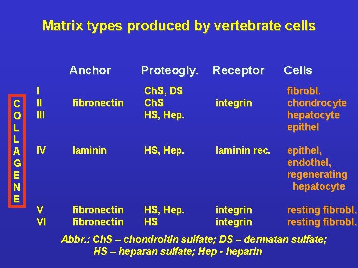 Matrix types produced by vertebrate cells Anchor C O L L A G E