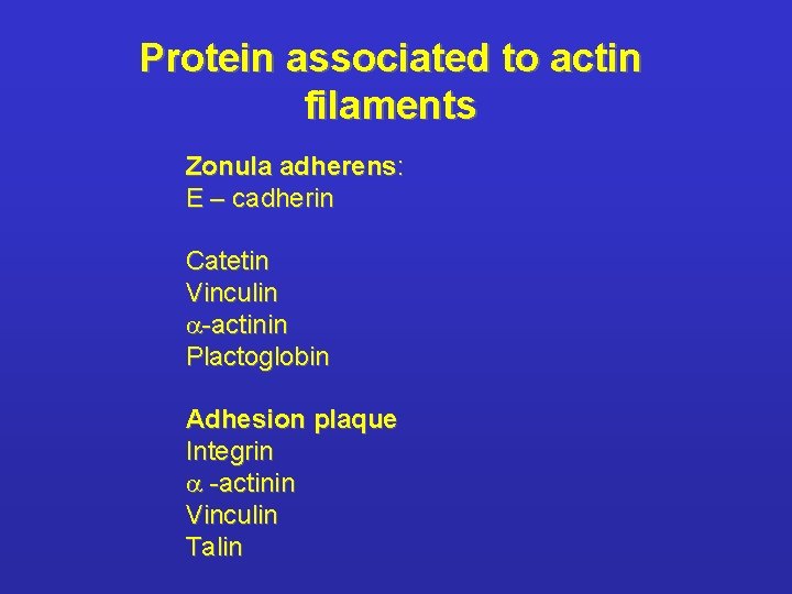 Protein associated to actin filaments Zonula adherens: E – cadherin Catetin Vinculin a-actinin Plactoglobin
