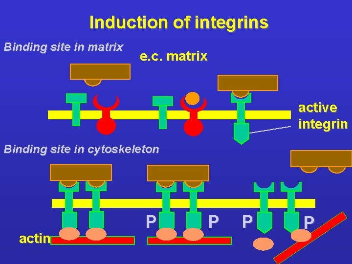 Induction of integrins Binding site in matrix e. c. matrix active integrin Binding site