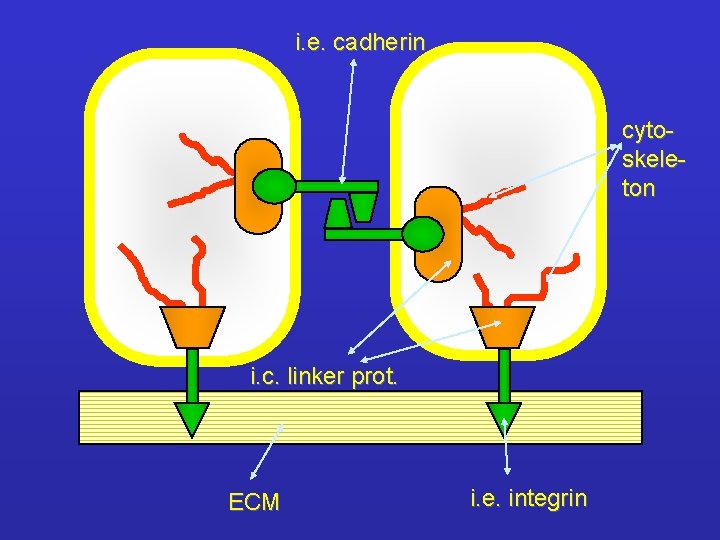 i. e. cadherin cytoskeleton i. c. linker prot. ECM i. e. integrin 