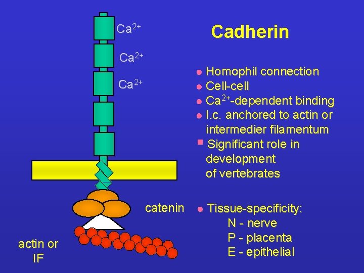 Cadherin Ca 2+ Homophil connection l Cell-cell l Ca 2+-dependent binding l I. c.