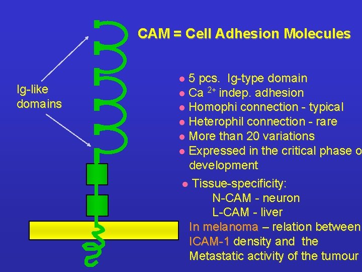 CAM = Cell Adhesion Molecules Ig-like domains 5 pcs. Ig-type domain l Ca 2+