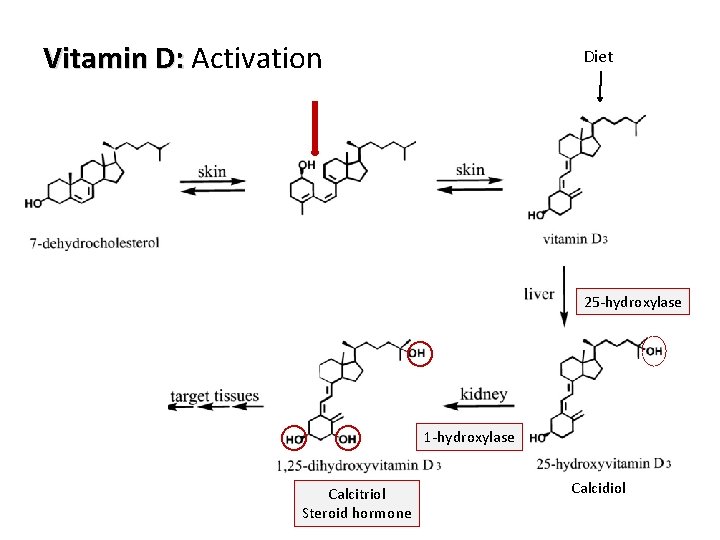 Vitamin D: Activation Diet 25 -hydroxylase 17 Calcitriol Steroid hormone Calcidiol 