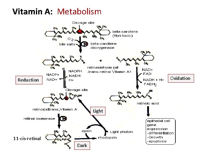 Vitamin A: Metabolism Oxidation Reduction Light 11 -cis-retinal 6 Dark 