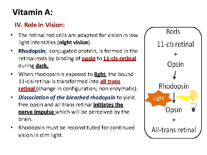 Vitamin A: IV. Role in Vision: • The retinal rod cells are adapted for