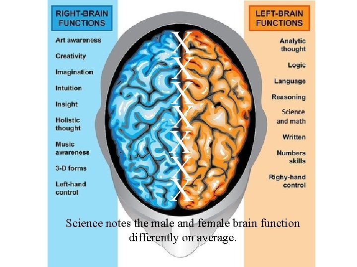 X X X X Science notes the male and female brain function differently on