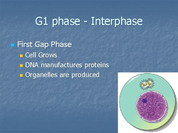 G 1 phase - Interphase n First Gap Phase Cell Grows n DNA manufactures