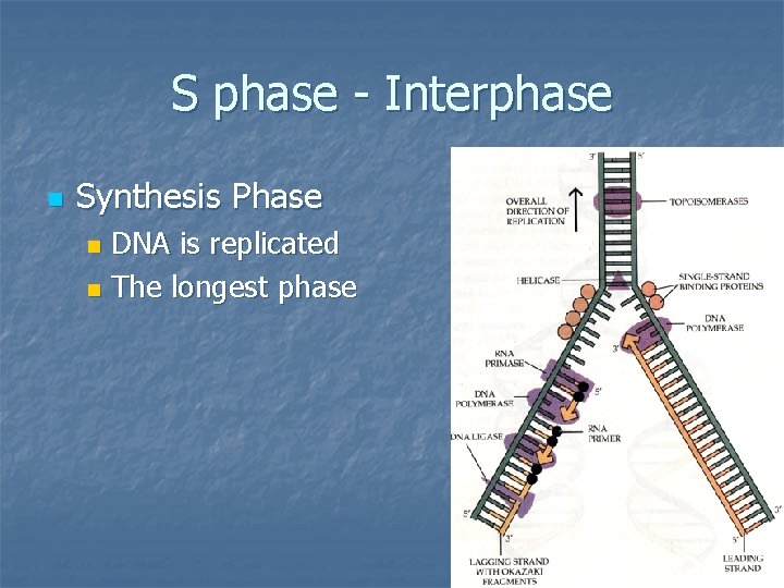 S phase - Interphase n Synthesis Phase DNA is replicated n The longest phase