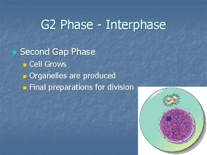 G 2 Phase - Interphase n Second Gap Phase Cell Grows n Organelles are