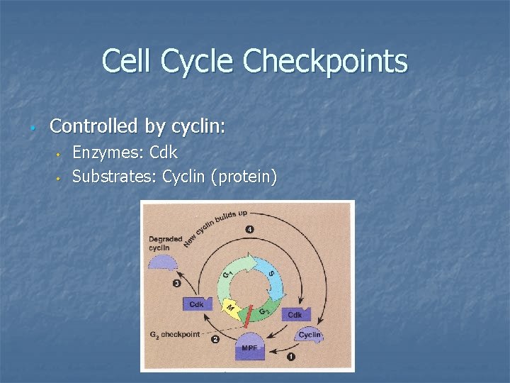 Cell Cycle Checkpoints • Controlled by cyclin: • • Enzymes: Cdk Substrates: Cyclin (protein)