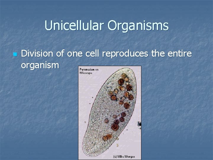 Unicellular Organisms n Division of one cell reproduces the entire organism 