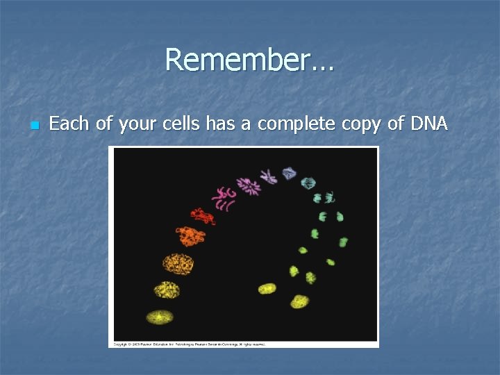 Remember… n Each of your cells has a complete copy of DNA 