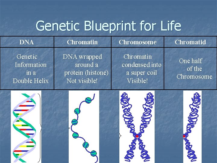 Genetic Blueprint for Life DNA Genetic Information in a Double Helix Chromatin DNA wrapped