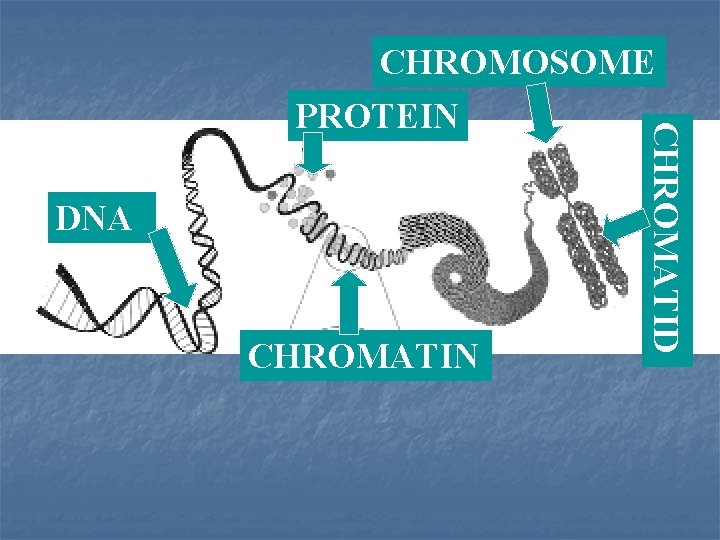DNA CHROMATIN CHROMATID CHROMOSOME PROTEIN 