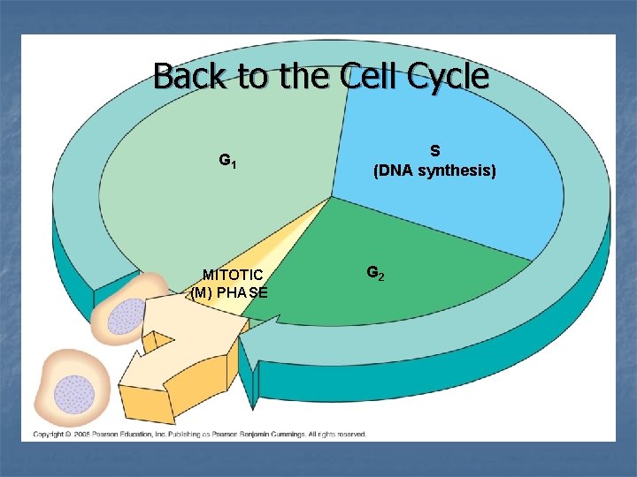 Back to the Cell Cycle G 1 MITOTIC (M) PHASE S (DNA synthesis) G