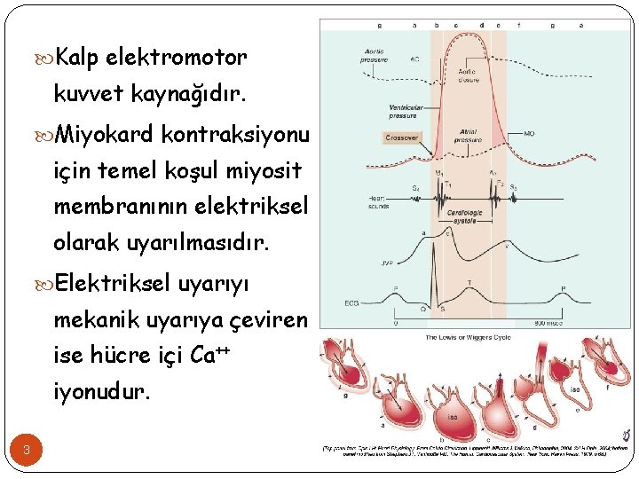  Kalp elektromotor kuvvet kaynağıdır. Miyokard kontraksiyonu için temel koşul miyosit membranının elektriksel olarak