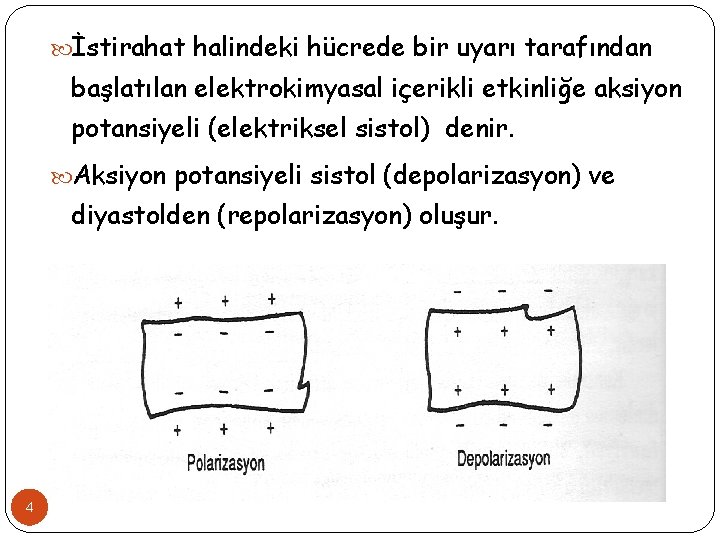  İstirahat halindeki hücrede bir uyarı tarafından başlatılan elektrokimyasal içerikli etkinliğe aksiyon potansiyeli (elektriksel