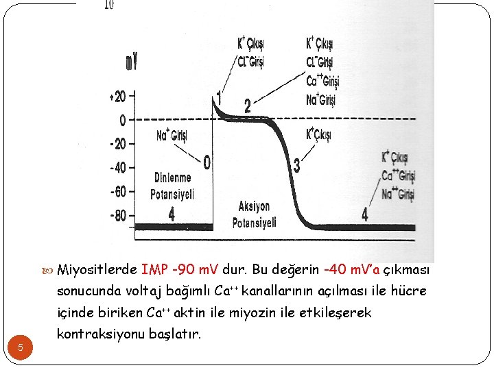  Miyositlerde İMP -90 m. V dur. Bu değerin -40 m. V’a çıkması sonucunda