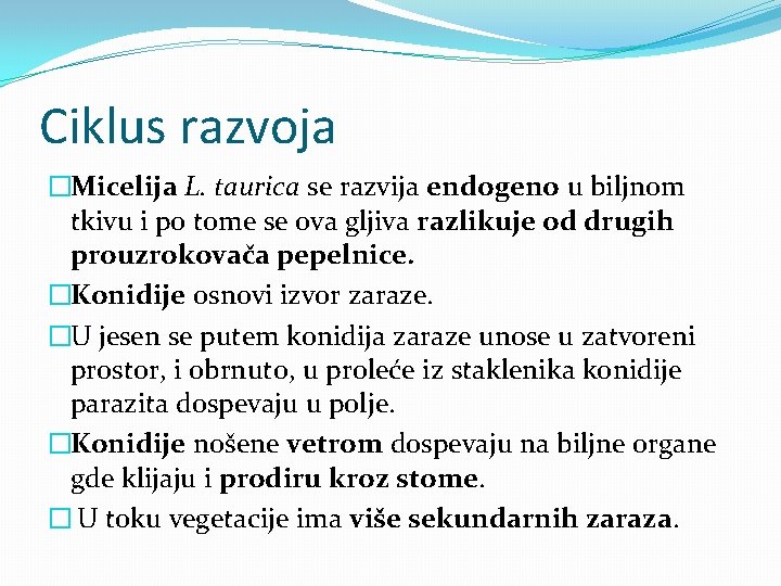 Ciklus razvoja �Micelija L. taurica se razvija endogeno u biljnom tkivu i po tome