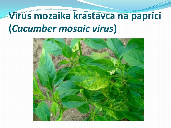 Virus mozaika krastavca na paprici (Cucumber mosaic virus) 