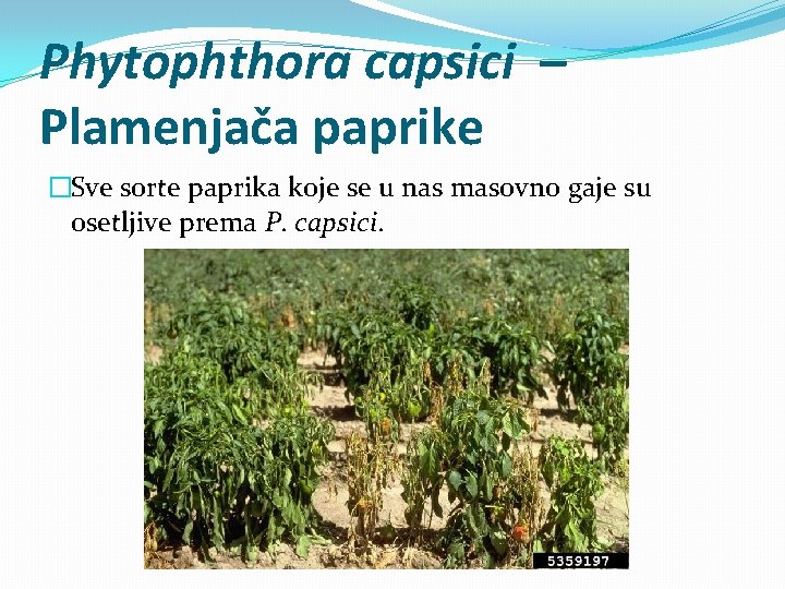 Phytophthora capsici – Plamenjača paprike �Sve sorte paprika koje se u nas masovno gaje